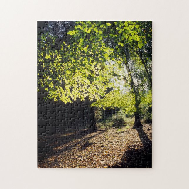 Der Wald im Frühling (Vertikal)