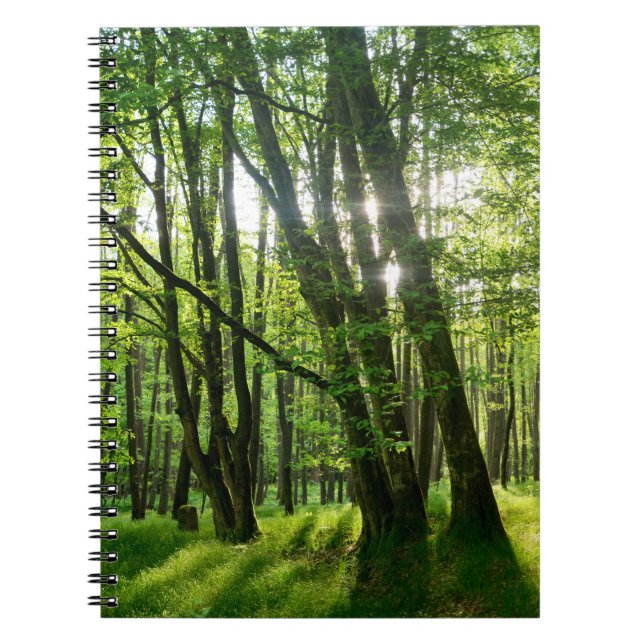 Der Wald im Frühling Notizblock (Vorderseite)