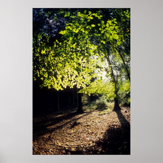 Der Wald im Frühling Poster (Vorne)