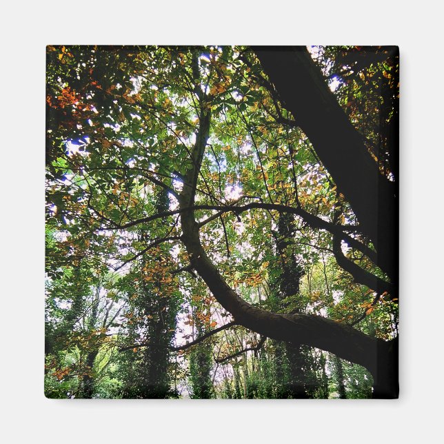 Der Wald Magnet (Vorne)