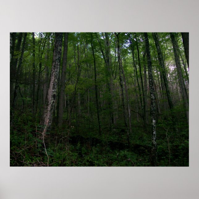 Der Wald Poster (Vorne)