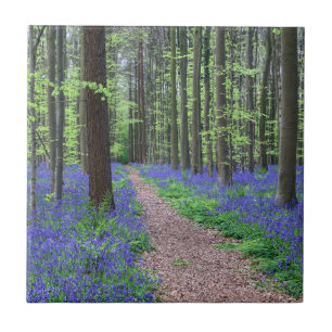 Der Wald von Halle Halle, Belgien Fliese