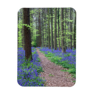 Der Wald von Halle Halle, Belgien Magnet