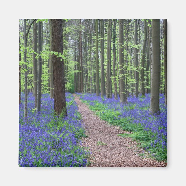 Der Wald von Halle | Halle, Belgien Magnet (Vorne)