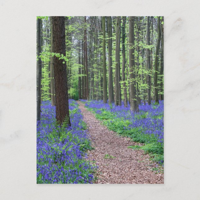 Der Wald von Halle | Halle, Belgien Postkarte (Vorderseite)