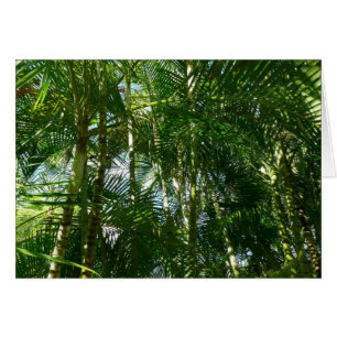 Der Wald von Palmen tropische Natur