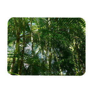 Der Wald von Palmen tropische Natur Magnet