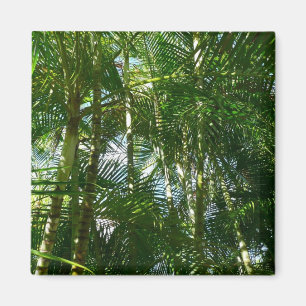 Der Wald von Palmen tropische Natur Magnet