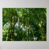 Der Wald von Palmen tropische Natur