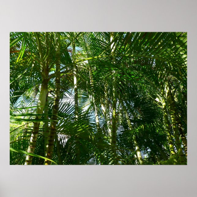 Der Wald von Palmen tropische Natur Poster (Vorne)