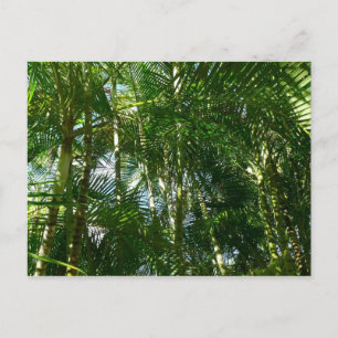 Der Wald von Palmen tropische Natur Postkarte