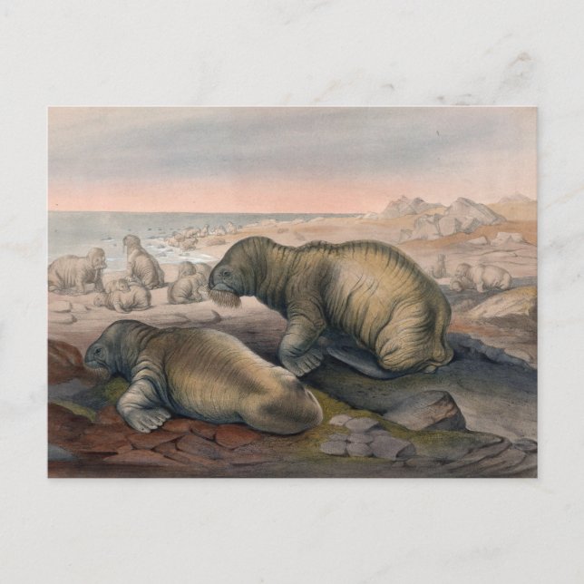 Der Walrus von Joseph Wolf Postkarte (Vorderseite)