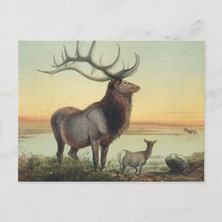 Der Wapiti-Deer von Joseph Wolf Postkarte
