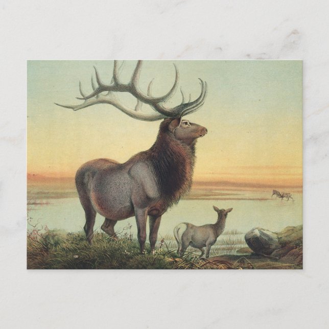 Der Wapiti-Deer von Joseph Wolf Postkarte (Vorderseite)
