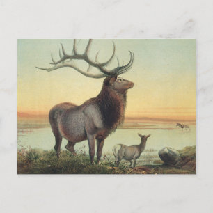 Der Wapiti-Hirsch von Joseph Wolf Postkarte