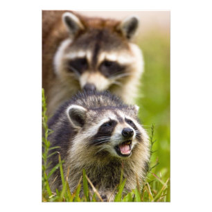 Der Waschbär, Procyon lotor, ist ein weit verbreit Fotodruck