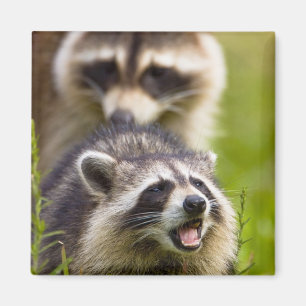 Der Waschbär, Procyon lotor, ist ein weit verbreit Magnet