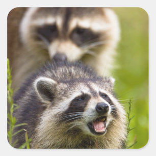Der Waschbär, Procyon lotor, ist ein weit verbreit Quadratischer Aufkleber