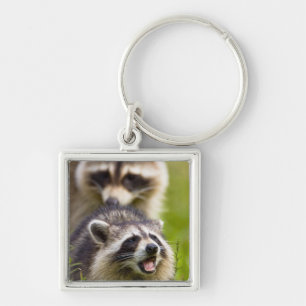 Der Waschbär, Procyon lotor, ist ein weit verbreit Schlüsselanhänger