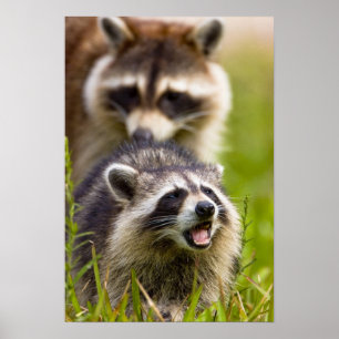 Der Waschbär, Procyon lotor, ist weit verbreitet, Poster