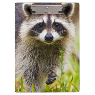Der Waschbär, Procyon lotor Klemmbrett