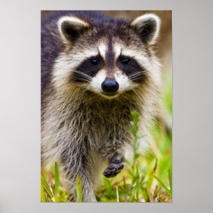 Der Waschbär, Procyon lotor Poster