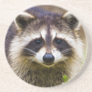Der Waschbär, Procyon lotor Sandstein Untersetzer