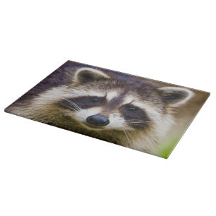 Der Waschbär, Procyon lotor Schneidebrett