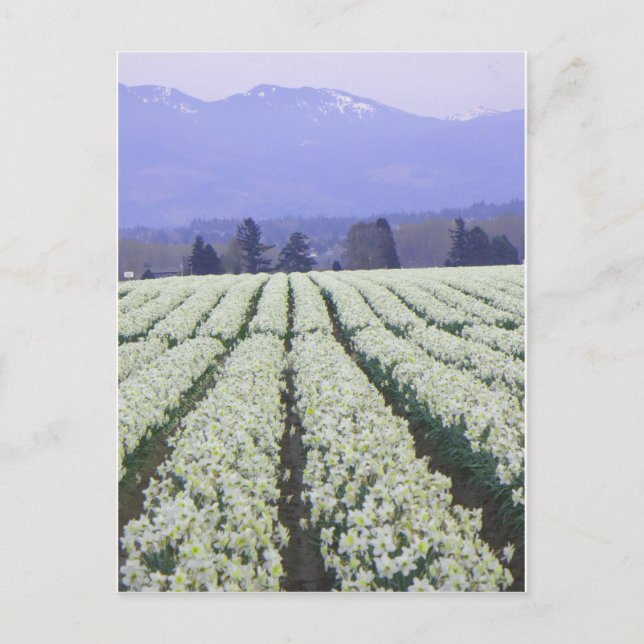 Der Weg zum Paradies Postkarte (Vorderseite)