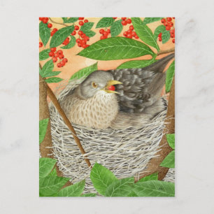 Der weibliche Blackbird Postkarte