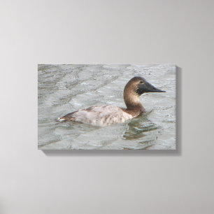 Der weibliche Canvasback eine große Taucherente Leinwanddruck