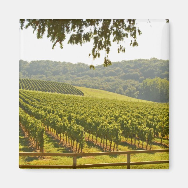 Der Weinberg und das Tal mit Wald - Magnet (Vorne)