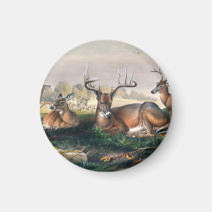 Der Weiße Schwanz von Joseph Wolf Magnet
