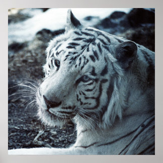 Der weiße Tiger Poster