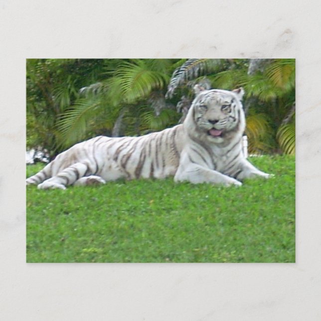 Der weiße Tiger Postkarte (Vorderseite)