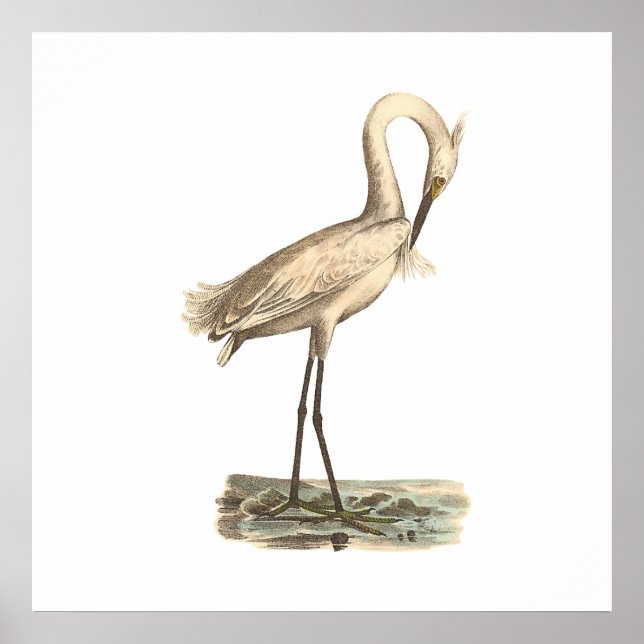 Der Weißkreuzer Heron (Ardea candidissima) Poster (Vorne)