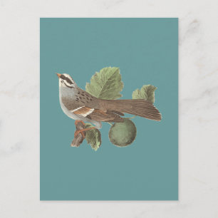 Der Weißwurzelammer: Fringilla pensylvanica Postkarte