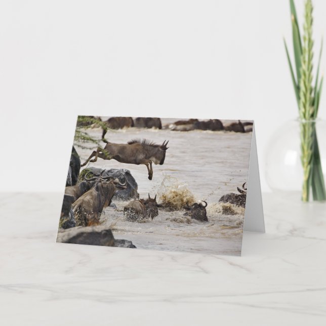 Der Wildebeest springend in Mara-Fluss während Karte (Vorderseite)