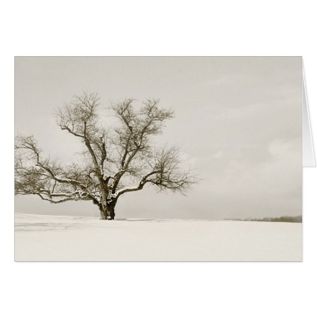 Der Winter-Baum - freier Raum (Vorderseite (Horizontal))