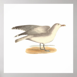 Der Wintermöwe (Larus argentatus) Poster