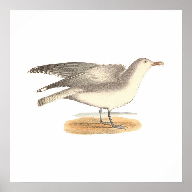 Der Wintermöwe (Larus argentatus) Poster (Vorne)