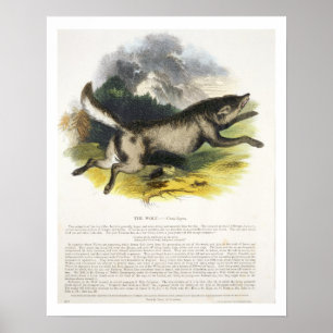 Der Wolf (Canis lupus) pu Poster