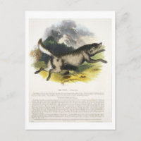 Der Wolf (Canis lupus) pu