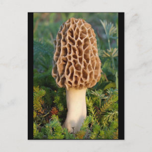Der wunderbar köstliche Morel-Pilz Postkarte