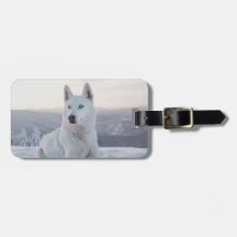 Der zauberhafte Weiße Husky-Hund im Schnee