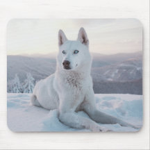 Der zauberhafte Weiße Husky-Hund im Schnee