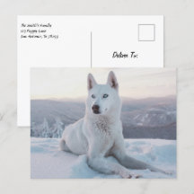 Der zauberhafte Weiße Husky-Hund im Schnee