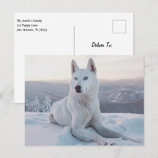 Der zauberhafte Weiße Husky-Hund im Schnee Postkarte (Vorne/Hinten)