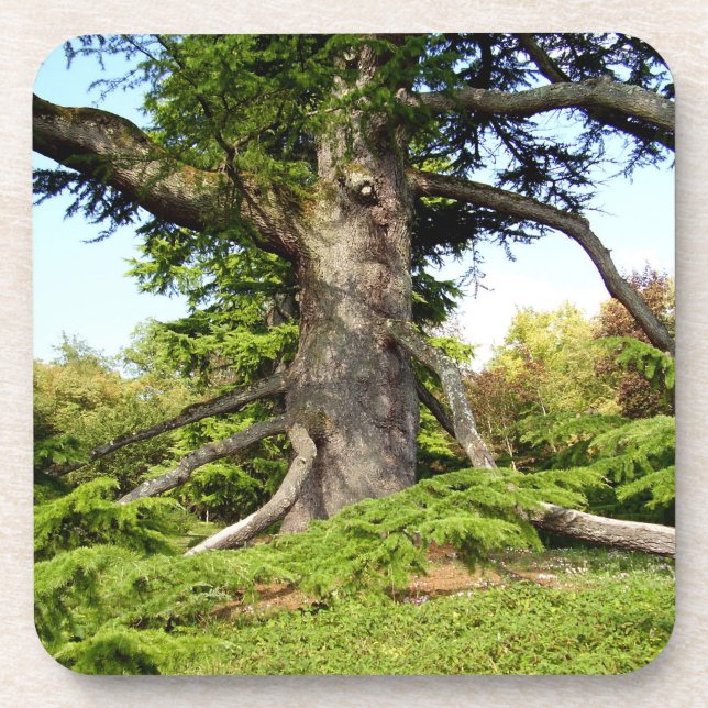 Der Zeder-von-Libanon Baum-harter Getränkeuntersetzer (Vorderseite)