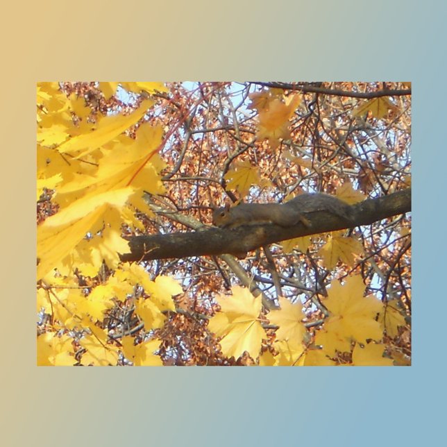 Der Zen-Moment des Eichhörnchens Postkarte (Von Creator hochgeladen)